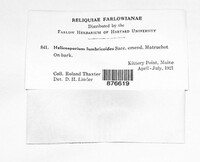 Neohelicosporium griseum image
